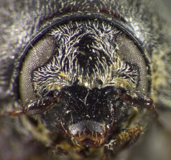 Media type: image;   Entomology 4274 Aspect: head frontal view